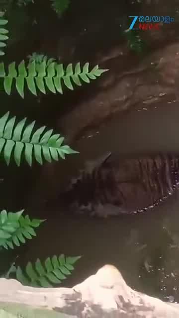 Tiger fell into a well: പത്തനംതിട്ടയിൽ കിണറ്റിൽ വീണ കടുവയെ വെള്ളം വറ്റിച്ച് പുറത്തെടുക്കാൻ ശ്രമം