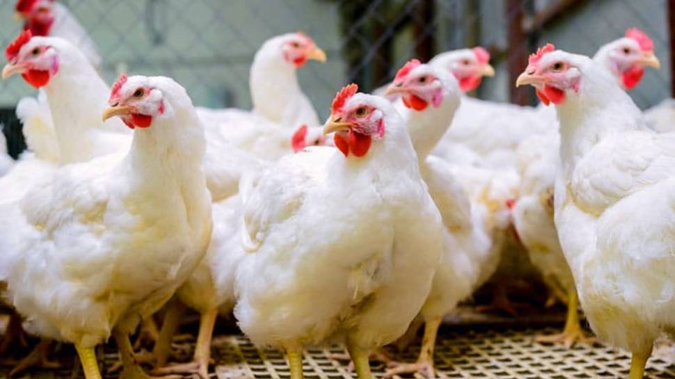 Chicken Price Hike: കോഴി ഇറച്ചിക്ക് 290 രൂപയോ..! സംസ്ഥാനത്ത് കുതിച്ചുയര്ന്ന് കോഴിയിറച്ചി വില Chicken Price Hike: കോഴി ഇറച്ചിക്ക് 290 രൂപയോ..! സംസ്ഥാനത്ത് കുതിച്ചുയര്ന്ന് കോഴിയിറച്ചി വില