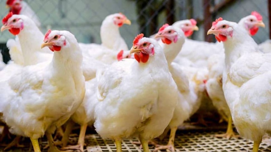 Chicken Price Hike: കോഴി ഇറച്ചിക്ക് 290 രൂപയോ..! സംസ്ഥാനത്ത് കുതിച്ചുയര്‍ന്ന് കോഴിയിറച്ചി വില