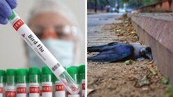 Bird Flu: കണ്ണൂരിൽ പക്ഷിപ്പനി; കാക്കയിൽ രോഗബാധ സ്ഥിരീകരിച്ചു, ആശങ്ക വേണ്ടെന്ന് ജില്ലാ ഭരണകൂടം
