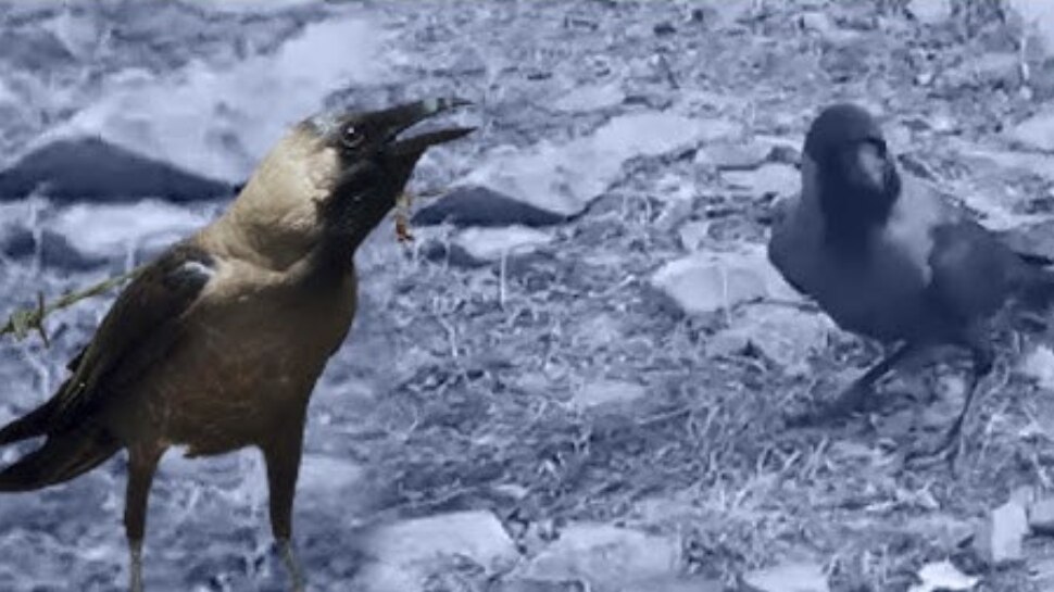 Tamil Nadu Bird Flu Alert In Chennai Hundreds Of Crows Die H5N1 Flu ...