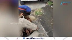 Peacock Rescue in Palakkad