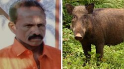 Wild Boar Attack: പുനലൂരിൽ കാട്ടുപന്നി ആക്രമണത്തിൽ തോട്ടം തൊഴിലാളിക്ക് ദാരുണാന്ത്യം