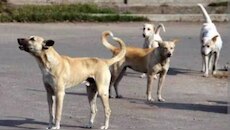 Thrissur Stray Dog Attack: തെരുവുനായ ഭീതി ഒഴിയാതെ തൃശൂർ; വയോധികയെ കടിച്ചുകൊന്ന നായയെ പിടികൂടി; പേവിഷബാധയുണ്ടോ എന്ന് പരിശോധിക്കും