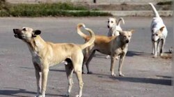 Thrissur Stray Dog Attack: തെരുവുനായ ഭീതി ഒഴിയാതെ തൃശൂർ; വയോധികയെ കടിച്ചുകൊന്ന നായയെ പിടികൂടി; പേവിഷബാധയുണ്ടോ എന്ന് പരിശോധിക്കും