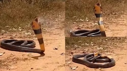 നോക്കിനിൽക്കെ ചത്തുവീഴുന്ന രാജവെമ്പാല... ഭയാനക വീഡിയോ വൈറലാകുന്നു