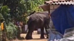 Palakkad Elephant Attack: പാലക്കാട് ക്ഷേത്ര ഉത്സവത്തിനിടെ ആനയിടഞ്ഞു; പാപ്പാനെ ചവിട്ടിക്കൊന്നു
