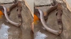 Viral Video: കൊടും ചൂടിൽ ദാഹമകറ്റുന്ന മൂർഖൻ; വീഡിയോ വൈറൽ