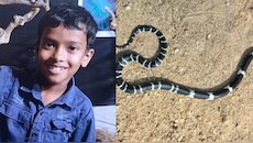 Thrissur News: പാമ്പുകടിയേറ്റ് മരിച്ച കുട്ടിയുടെ വീട്ടിൽ വീണ്ടും പാമ്പ്; കോടാലിയിൽ പരിഭ്രാന്തി