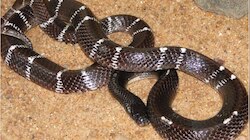 Snake Bite in Thrissur: രണ്ടര വയസുകാരന് ശംഖുവരയൻ പാമ്പിന്റെ കടിയേറ്റു; സംഭവം വീണ്ടും തൃശൂരിൽ 