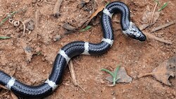 Snakebite Death Kannur: സംസ്ഥാനത്ത് പാമ്പ് കടി മരണങ്ങൾ കൂടുന്നു; കണ്ണൂരിൽ വയോധികയ്ക്ക് പാമ്പ് കടിയേറ്റ് ദാരുണാന്ത്യം