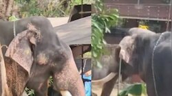 Elephant Attack: ആന വിരണ്ടോടി, ഒരാളെ ചവിട്ടിക്കൊന്നു; സംഭവം അങ്കമാലി കിടങ്ങൂർ മഹാവിഷ്ണു ക്ഷേത്രത്തിൽ