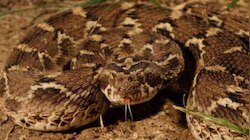 Snake Bite Death: കൊല്ലത്ത് പാമ്പുകടിയേറ്റ് ചികിത്സയിലായിരുന്ന വയോധികൻ മരിച്ചു