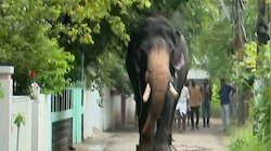 Elehant Attack In Viyyoor: തൃശ്ശൂരില്‍ ആനയിടഞ്ഞു; പാപ്പാന് പരിക്ക്