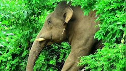 Wild Elephant Attack: മകനെ സ്കൂളിലാക്കാൻ പോകവെ കാട്ടാന ആക്രമണം; 37 കാരി മരിച്ചു, മകന് പരിക്ക്