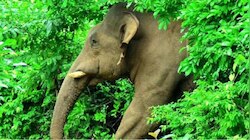 Wild Elephant Attack: മലപ്പുറത്തും കാട്ടാന ആക്രമണം; സ്ത്രീക്ക് പരിക്ക്, ഒരുദിവത്തിൽ രണ്ടാമത്തെ ആക്രമണം