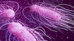 Shigella: തൃശൂരിൽ രണ്ട് കുട്ടികള്‍ക്ക് ഷിഗെല്ല രോഗബാധ സ്ഥിരീകരിച്ചു