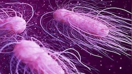 Shigella: തൃശൂരിൽ രണ്ട് കുട്ടികള്‍ക്ക് ഷിഗെല്ല രോഗബാധ സ്ഥിരീകരിച്ചു