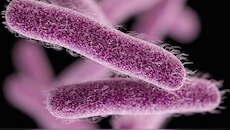 Shigella Outbreak: കോഴിക്കോട് വീണ്ടും ഷി​ഗെല്ല സ്ഥിരീകരിച്ചു; രോ​ഗം ബാധിച്ചത് പയ്യോളി സ്വദേശിയായ ഒമ്പത് വയസുകാരന്