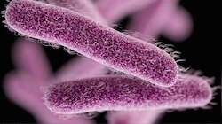 Shigella Outbreak: കോഴിക്കോട് വീണ്ടും ഷി​ഗെല്ല സ്ഥിരീകരിച്ചു; രോ​ഗം ബാധിച്ചത് പയ്യോളി സ്വദേശിയായ ഒമ്പത് വയസുകാരന്