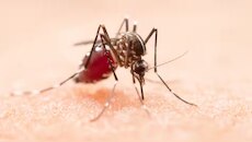 Malaria Case: കോഴിക്കോട് ജില്ലയിൽ വീണ്ടും മലേറിയ സ്ഥിരീകരിച്ചു; പ്രതിരോധ പ്രവർത്തനങ്ങൾ ഊർജ്ജിതമാക്കി ആരോ​ഗ്യവകുപ്പ്