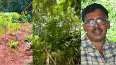 Miyawaki forest in Thiruvananthapuram: 'ഹരി' നിബിഡമായി വളർത്തിയെടുത്ത 'മിയാവാക്കി വനം'
