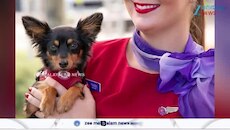 Flying with Pets New Guidelines: വിമാനയാത്രയ്ക്കായി പുതിയ നിർദേശങ്ങൾ