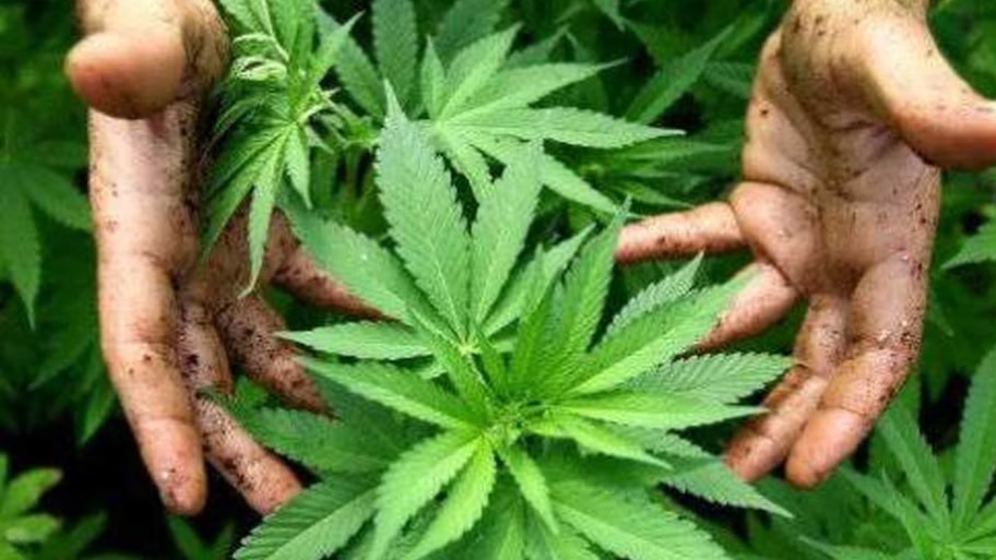 Marijuana Seized: അട്ടപ്പാടിയിൽ വൻ കഞ്ചാവ് വേട്ട; 1400 ചെടികൾ നശിപ്പിച്ചു, നശിപ്പിച്ചത് അഞ്ച് മാസത്തോളം പ്രായമായ ചെടികൾ