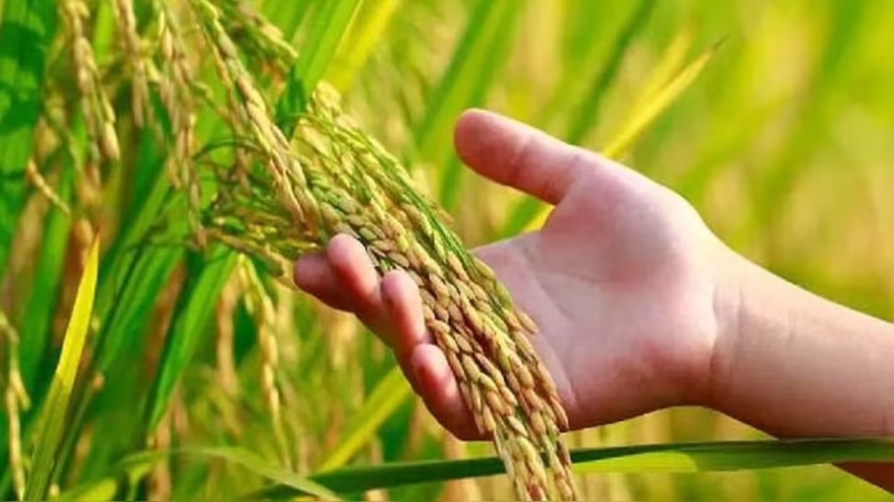 ചിങ്ങപ്പുലരിയിൽ മലയാളികൾക്ക് ഓണാശംസകൾ; കർഷകദിനാഘോഷം ഇന്ന്