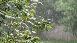 സംസ്ഥാനത്ത് ഇന്നും നാളെയും ശക്തമായ മഴയ്ക്ക് സാധ്യത; വിവിധ ജില്ലകളിൽ യെല്ലോ അലർട്ട്