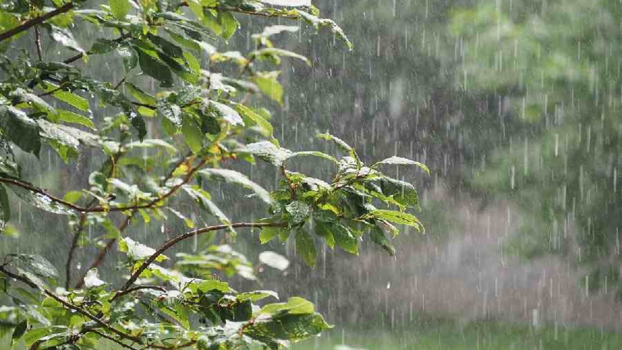 കേരളത്തിൽ നാളെ മുതൽ മഴ കനക്കും; മൂന്ന് ജില്ലകളിൽ യെല്ലോ അലർട്ട്