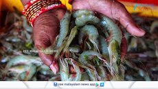 ചെമ്മീൻ കേരളം വിടുന്നു... ഇനി ആന്ധ്രയിലേക്ക്!