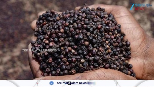എന്റമ്മോ... കുരുമുളകിന് പൊന്നുംവില