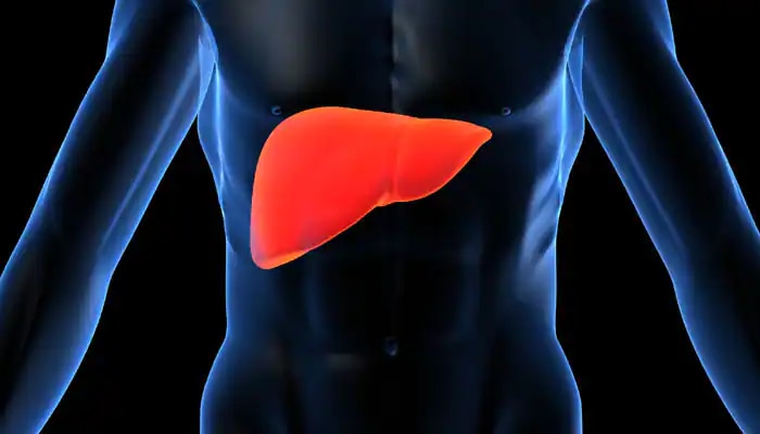 liver1