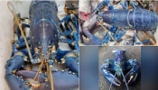 Rare blue lobster: വലയെറിഞ്ഞ് കിട്ടിയത് 20 ലക്ഷം രൂപയുടെ നീല കൊഞ്ച്; ഞെട്ടി സ്കോട്ലാൻഡിലെ മത്സ്യത്തൊഴിലാളി
