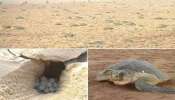 Olive Ridley Turtles: പ്രകൃതിയുടെ അത്ഭുതക്കാഴ്ച..!!  ഒ‍ഡിഷയിലെ ഗഹിർമാത കടൽത്തീരത്ത് മുട്ടയിടാനെത്തുന്ന ലക്ഷക്കണക്കിന് കടലാമകൾ...!!