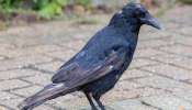 Signs of Crow:  കാക്ക വീട്ടില്‍ വരുന്നത് ശുഭമോ, അതോ അശുഭമോ? 