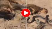 Viral Video: കൊത്താൻ ആഞ്ഞ് മൂർഖൻ, കഴുത്തിന് പിടിച്ച് കീരി.. പിന്നെ സംഭവിച്ചത്..! വീഡിയോ വൈറൽ  
