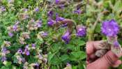 Neelakurinji : ചിക്കമഗളൂരുവിലെ മലനിരകളിൽ പൂത്തുലഞ്ഞ് നീലക്കുറഞ്ഞി; കാണാം ചിത്രങ്ങൾ