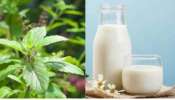 Tulsi Milk Benefits: ചായയ്ക്ക് പകരം തുളസിപ്പാല്‍ കുടിച്ചാലോ? ഗുണങ്ങള്‍ അറിഞ്ഞാല്‍പ്പിന്നെ വിടില്ല..!   