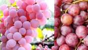 Health benefits of grapes: വിവിധ തരം മുന്തിരികളും അവയുടെ ആരോ​ഗ്യ ​ഗുണങ്ങളും അറിയൂ...