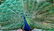 Peacock Good Luck: പ്രതീക്ഷിക്കാതെ മയിലിനെ കാണുന്നത് ശുഭമോ? അറിയാം... 