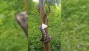 Viral Video: ഭീമൻ പെരുമ്പാമ്പ് കൂളായി മരത്തിൽ കയറുന്നു, വീഡിയോ വൈറൽ 