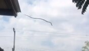 Viral Video: പാമ്പ് ഹൈജംപ് ചാടുന്ന അത്ഭുത കാഴ്ച...! വീഡിയോ വൈറൽ
