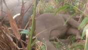 Elephant Death: ഇടുക്കിയിലെ സിഗരറ്റ് കൊമ്പന്‍ ചെരിഞ്ഞ നിലയിൽ