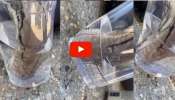 Viral Video: ഗ്ലാസിൽ നിന്നും വെള്ളം കുടിക്കുന്ന പെരുമ്പാമ്പ്..! അപൂർവ്വ വീഡിയോ വൈറലാകുന്നു! 
