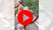 Viral Video : പൂച്ചയോടാ പാമ്പിന്റെ കളി; കിട്ടി ഒരെണ്ണം! വീഡിയോ