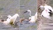 Snake Vs Crane: ചിറകിൽ കടിച്ച് തൂങ്ങി പാമ്പ്; രക്ഷപ്പെടാൻ കൊറ്റി ചെയ്തത് കണ്ടോ?