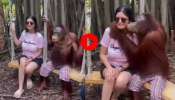 Viral Video: യുവതിയെ കണ്ടതും ചിമ്പാൻസിയുടെ കൺട്രോൾ പോയി.. പിന്നെ സംഭവിച്ചത്  ..! വീഡിയോ വൈറൽ