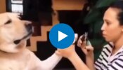 Viral Video: ഓസ്കർ കൊടുക്കേണ്ടി വരും; നഖം വെട്ടാനൊരുങ്ങിയതും ബോധംകെട്ട് വീണ് നായ - വീഡിയോ വൈറൽ |